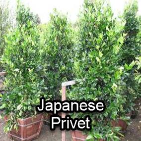 Japanese Privet